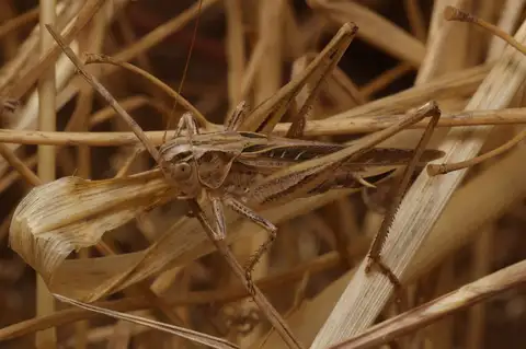 Brown-spotted Bush-cricket
