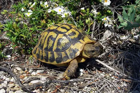 Hermann's Tortoise
