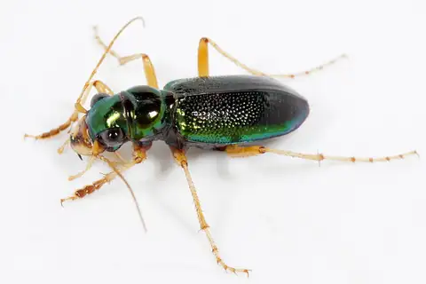 Virginia Metallic Tiger Beetle