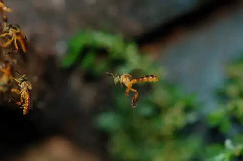 Narrow Stingless Bee