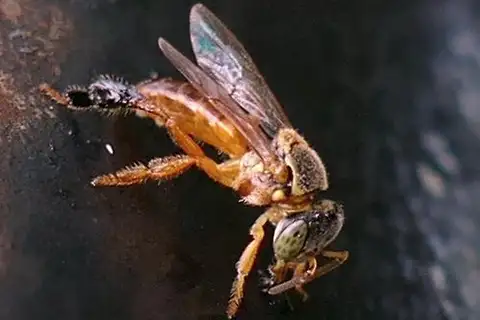 Fiebrig's Stingless Bee
