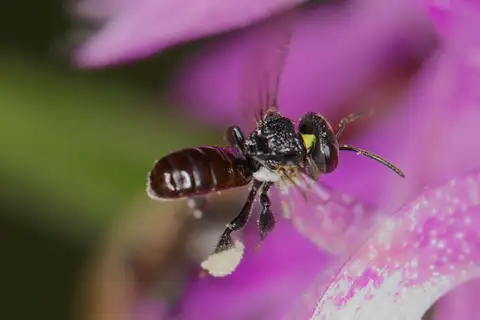 Charcoal Stingless Bee