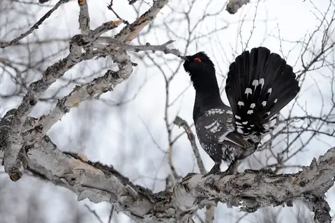 Black-billed Capercaillie