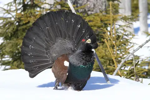 Western Capercaillie