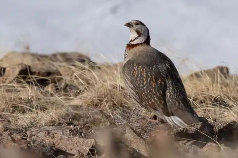 Himalayan Snowcock