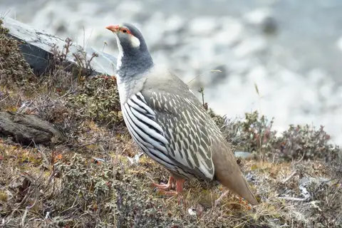 Tibetan Snowcock