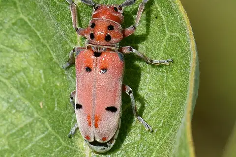 Red-femured Milkweed Borer