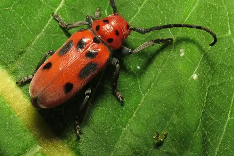 Red Milkweed Beetle