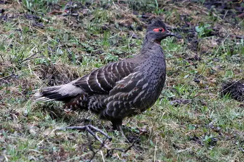 Chestnut-throated Monal-Partridge