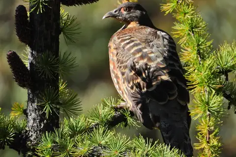 Buff-throated Monal-Partridge