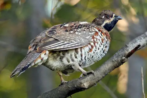 Hazel Grouse