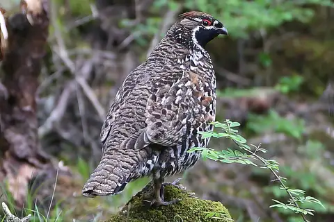 Chinese Grouse