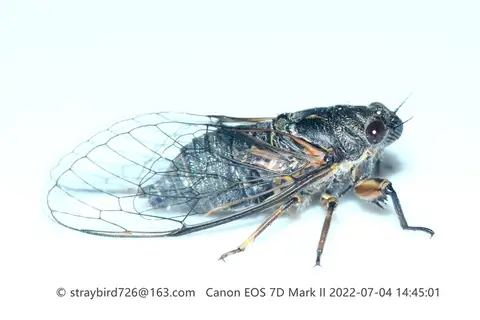 Tettigetta chaharensis