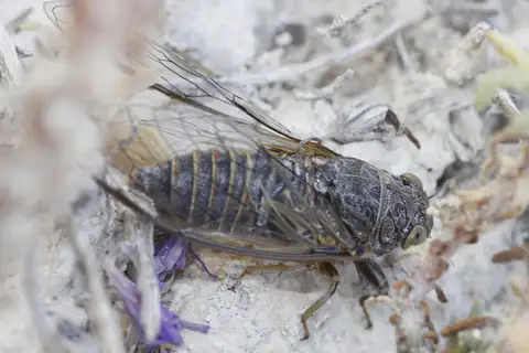 Tettigettalna aneabi