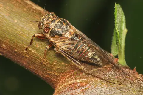 Tettigettalna argentata