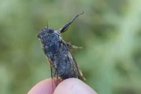 Tettigettalna defauti