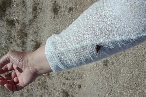 Tettigettalna estrellae