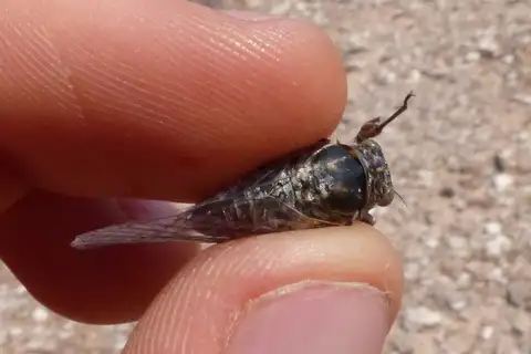 Tettigettalna helianthemi