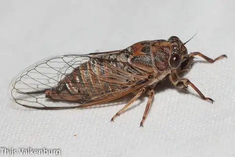 Tettigettalna josei