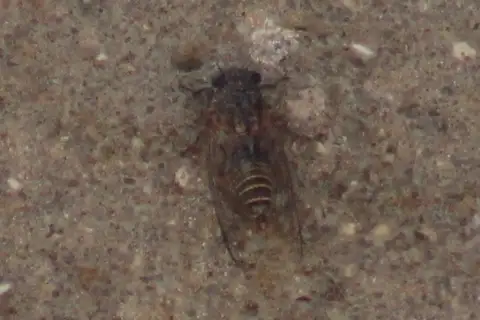 Tettigettalna mariae