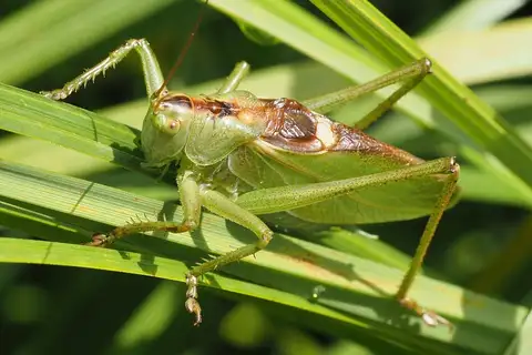 Upland Green Bush-cricket