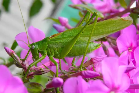 Eastern Green Bush-cricket