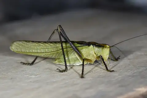 Chinese Green Bush Cricket