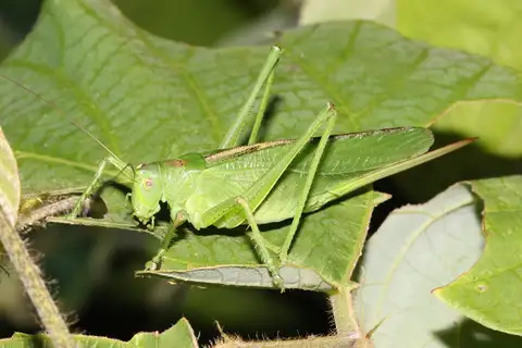 Korean Green Bush-cricket