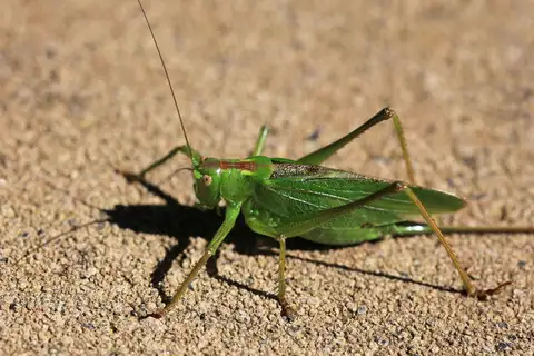 Japanese Green Bush-Cricket