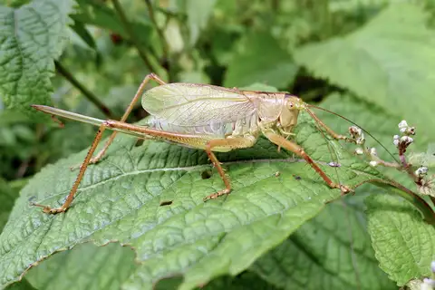 Tettigonia ussuriana