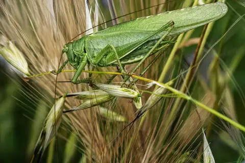 Great Green Bush-cricket