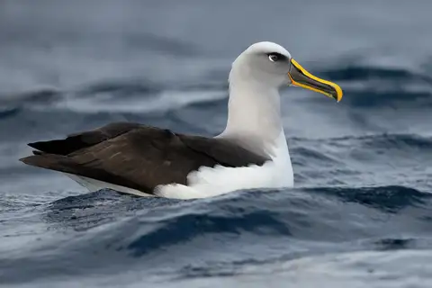 Buller's Albatross