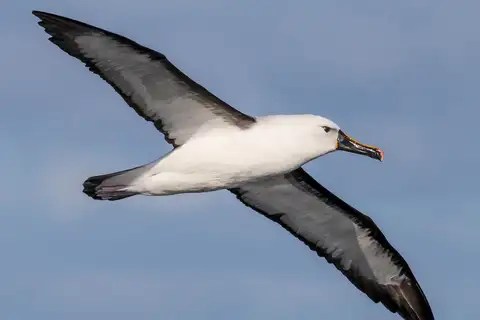Indian Yellow-nosed Albatross
