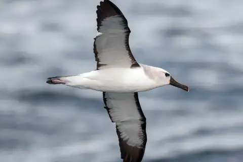 Atlantic Yellow-nosed Albatross