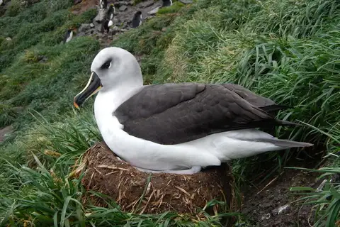 Grey-headed Albatross