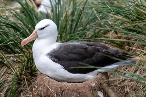 Black-browed Albatross