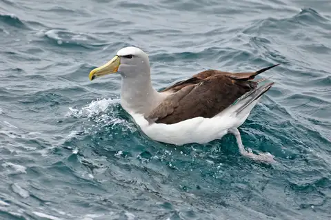Salvin's Albatross
