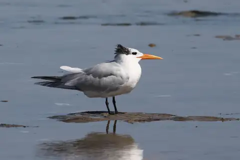 West African Crested Tern