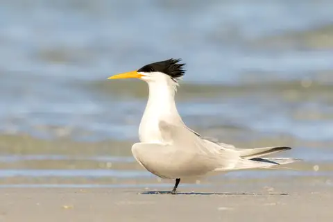 Lesser Crested Tern
