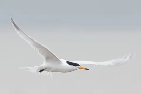 Chinese Crested Tern