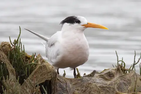 Elegant Tern