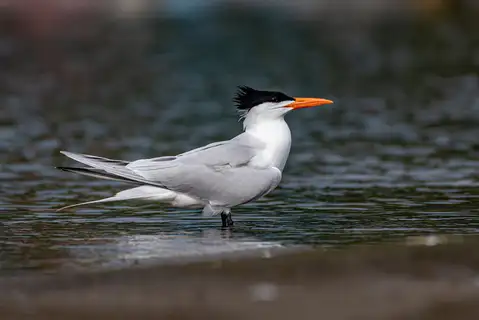 Royal Tern