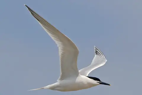 Sandwich Tern