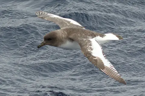 Antarctic Petrel