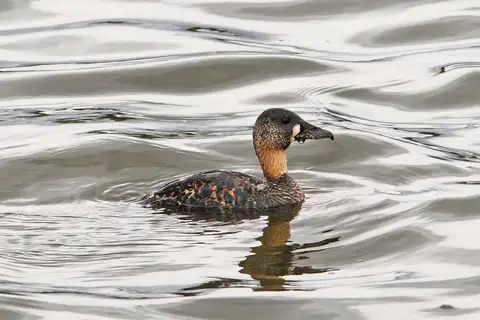 White-backed Duck