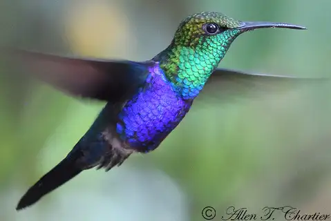 Fork-tailed Woodnymph