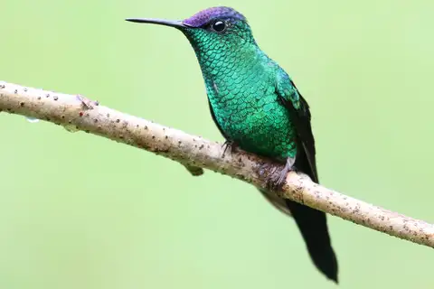 Violet-capped Woodnymph
