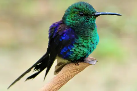 Long-tailed Woodnymph