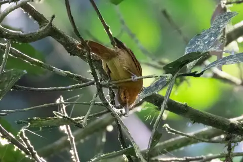 Rufescent Antshrike