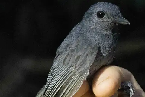 Dusky-throated Antshrike